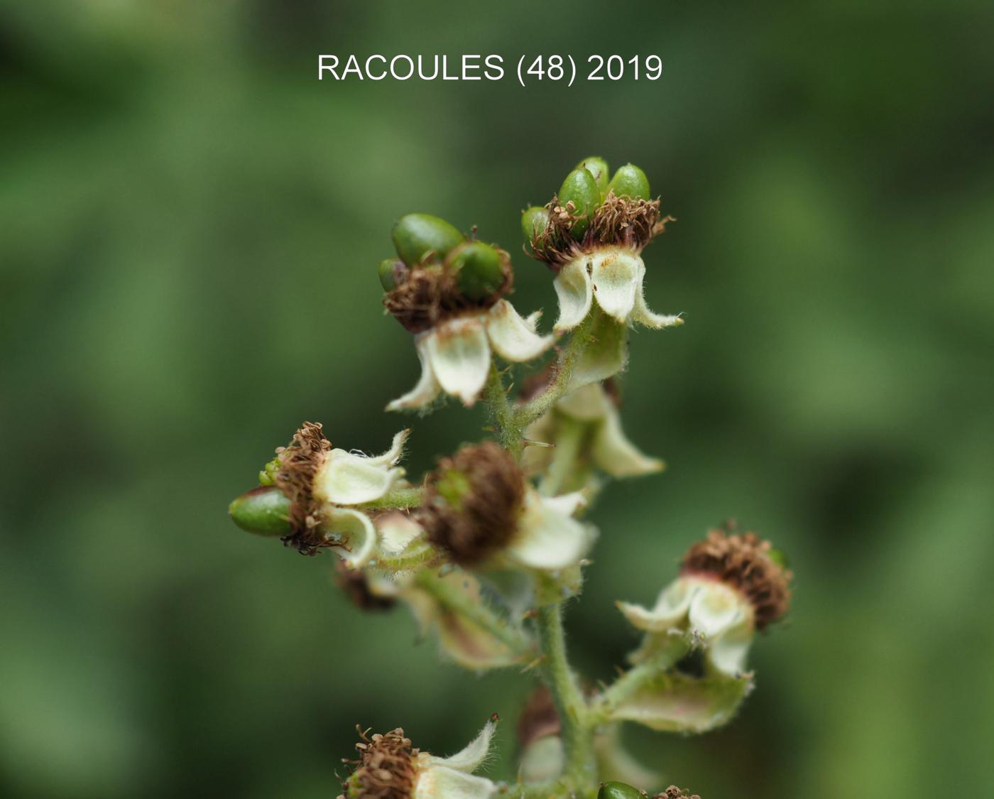 Bramble, (Whitish) fruit